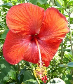 Single Red Tropical Hibiscus, Chinese Hibiscus, China Rose, Hawaiian Hibiscus, Shoe Flower, Shoe Black Plant, Hibiscus rosa-sinensis 'Single Red'